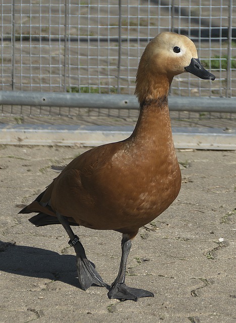 池扩容