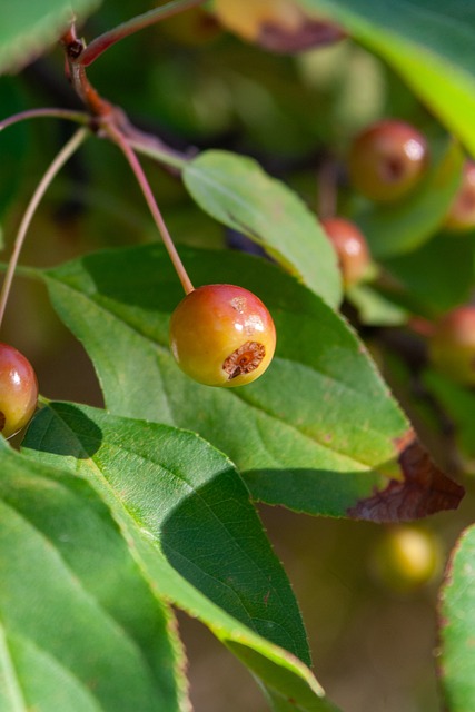 再次出征亚 再次出征亚