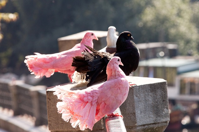 赛中打入两 赛中打入两